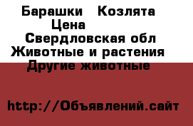 Барашки . Козлята › Цена ­ 5 000 - Свердловская обл. Животные и растения » Другие животные   